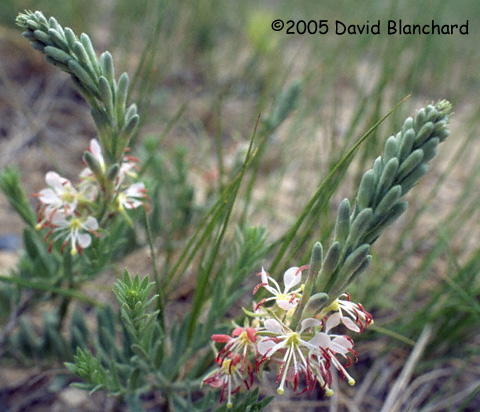 Wild flowers in southeastern Colorado (Scarlet gaura)
