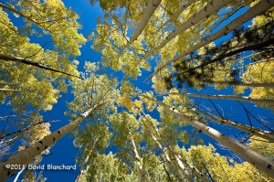 Everyone has an aspen image that looks like this!.You should have one, too!