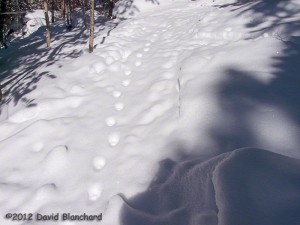 Feline tracks in fresh snow.