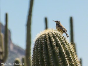 Cactus Wren - Superstition Mountains.