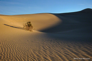 Delicately sculpted dunes at sunrise.