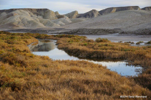 Salt Creek---water in Death Valley.