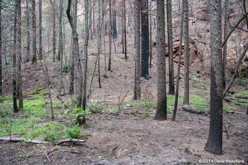 Typical burn scar seen in the lower reaches of West Fork. 