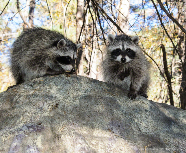Raccoons in Oak Creek Canyon. 