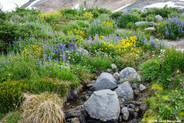 Wildflowers along Ptarmigan Ridge Trail.