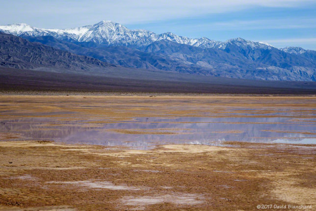 Standing water in Panamint Valley.