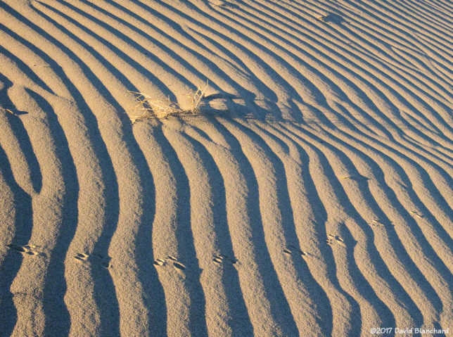 Animal tracks on the sand dunes.