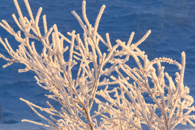 Rime ice coats the grasses and bushes.