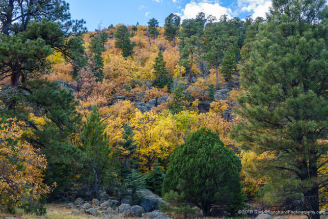 Colorful hillside along the Elden Springs Trail.