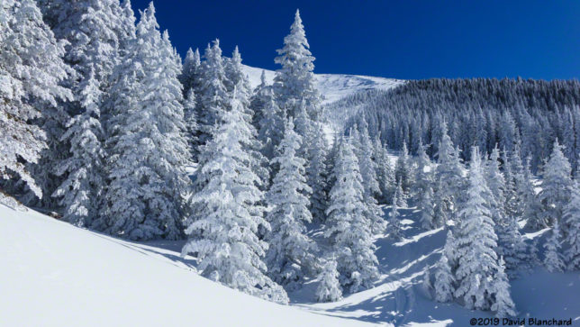 Rime covered trees in the Kachina Peaks.