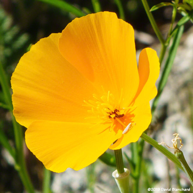 Mexican Gold Poppy.