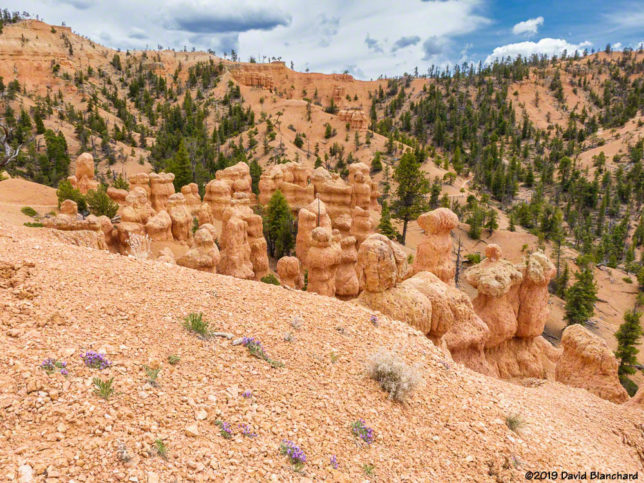 More amazing rock formations and a few wildflowers.