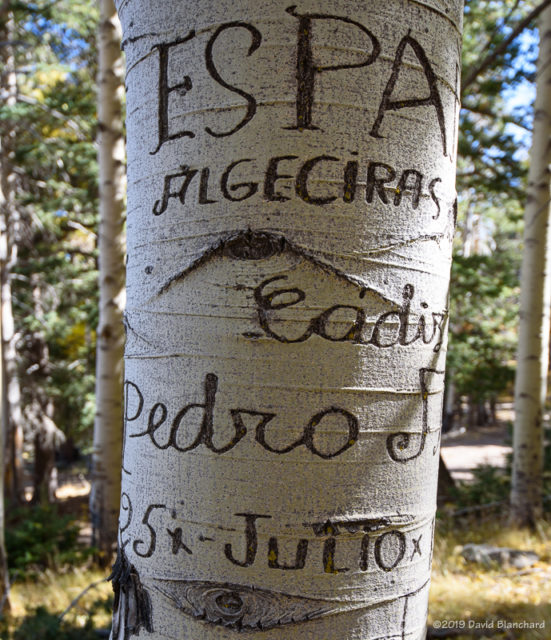 Arborglyphs made by Basque sheepherders