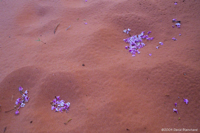 Flower petals in sand.