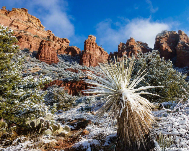 Snow covered yucca plant below the red rocks.