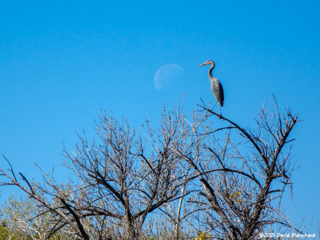 The Heron and the Moon.