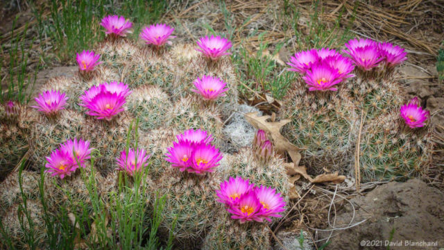 Pincushion cactus seen along the Arizona Trail.