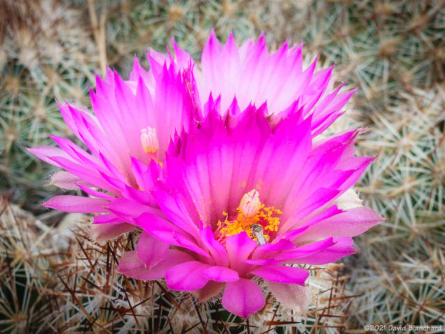 Pincushion cactus with a bee.