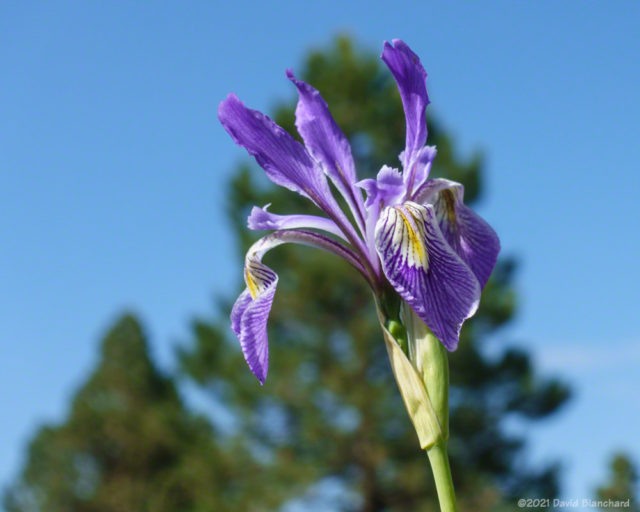 Wild iris along the Arizona Trail.