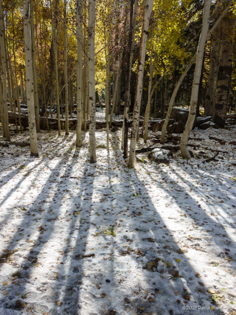 Aspen trees with shadows.