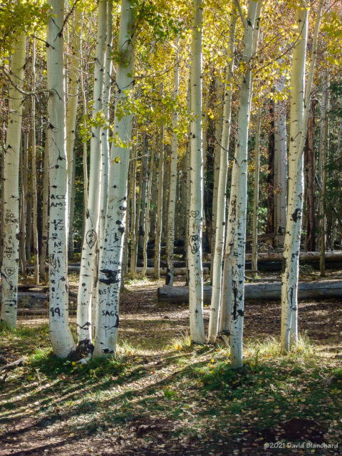 Aspen trees at Aspen Corner on Snowbowl Road. (Notice how many trees have been scarred from folks carving their initials in the bark.)