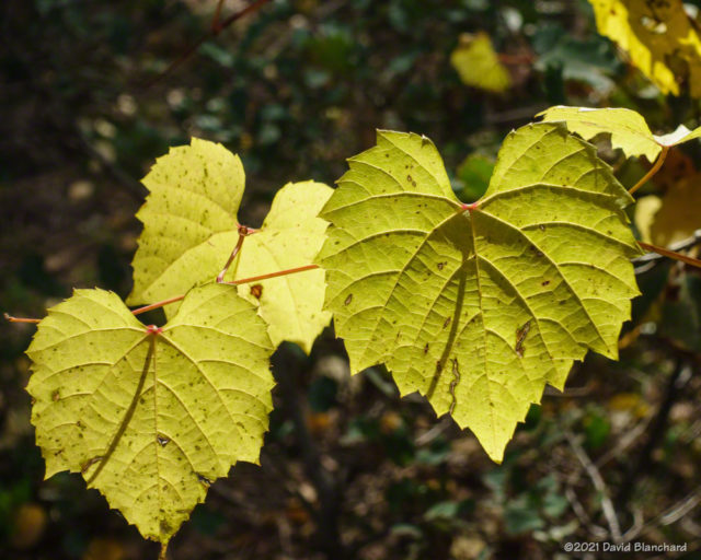 Grape leaves at the AB Young trailhead.