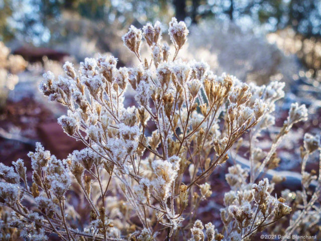 Frosted plants.