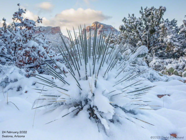 Snow-covered desert plants near Sedona.