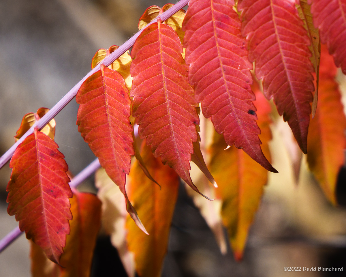 Red sumac leaves on the North Wilson Mountain trail.