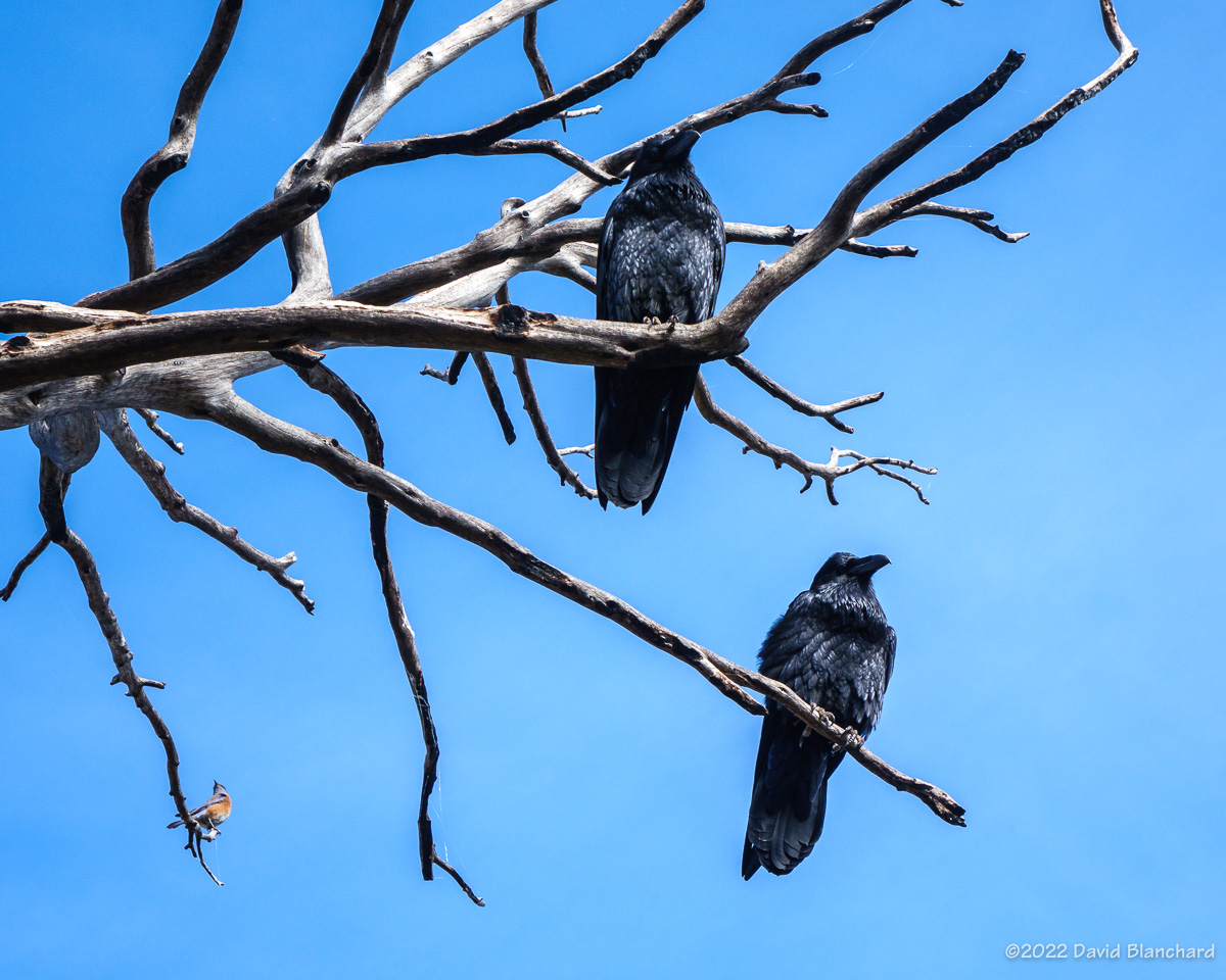 These ravens--and a western bluebird(?)--were happy to let me take their photograph.