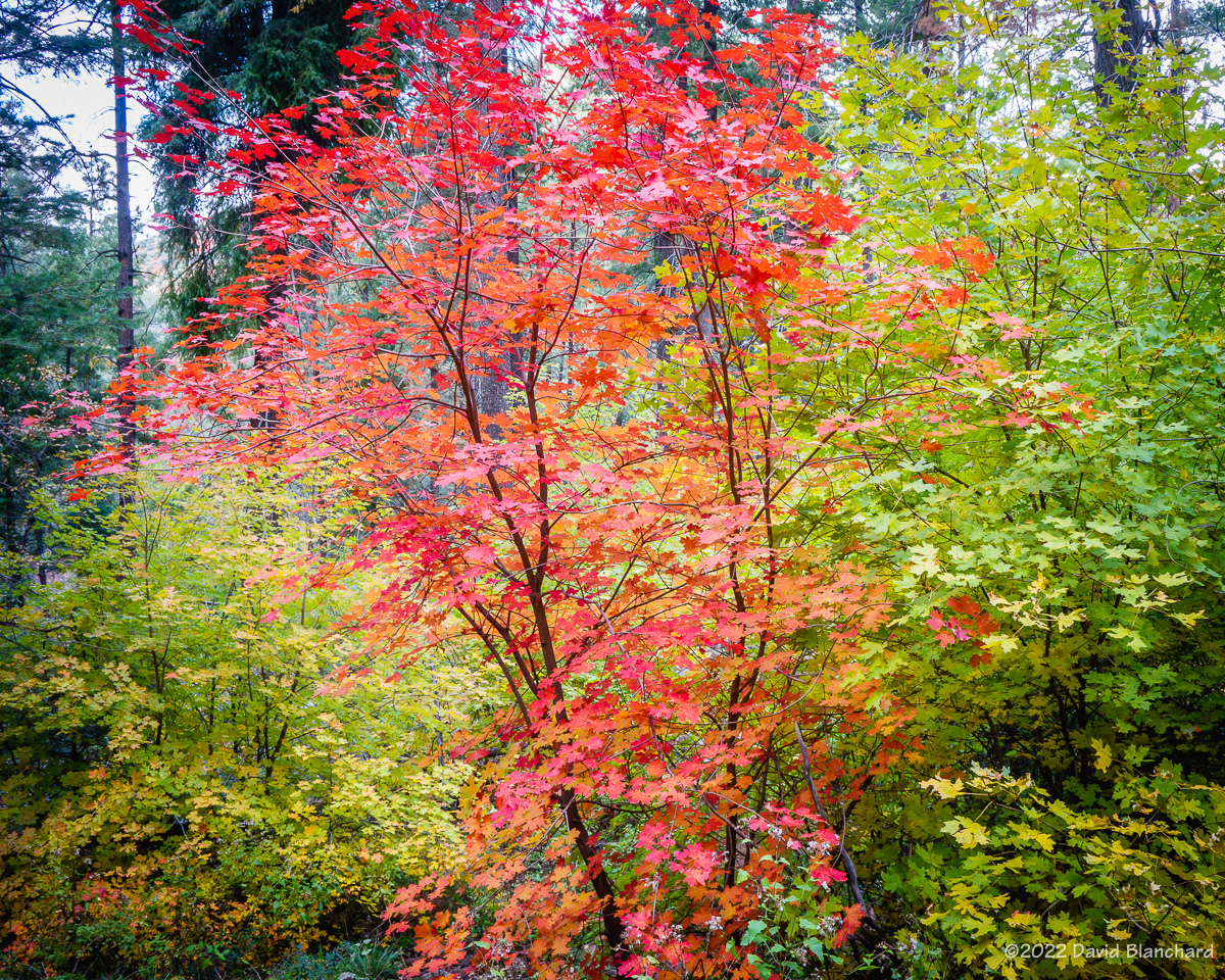 Maples displaying lots of color.
