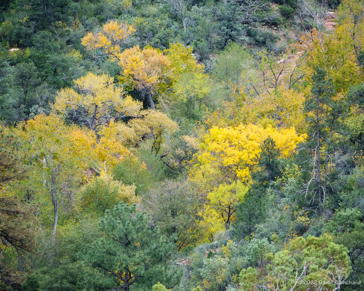 Autumn color in Oak Creek Canyon.