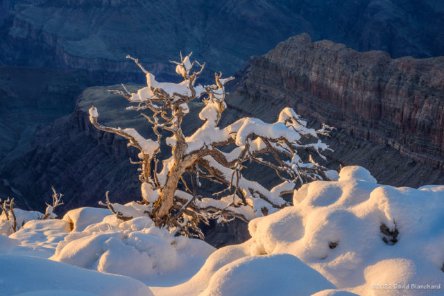 A small tree clings to the edge of the canyon.