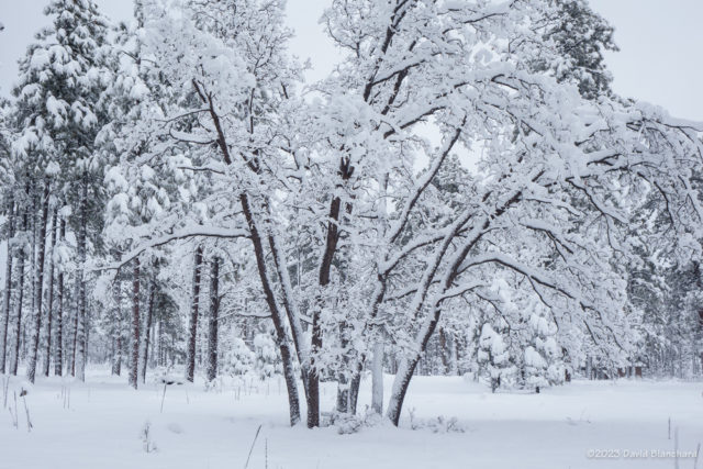 Snow-covered trees in Fort Tuthill County Park.