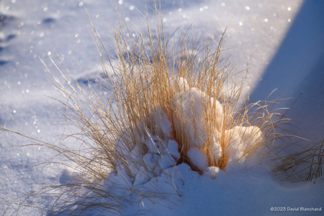 Tuft of grass with snow.