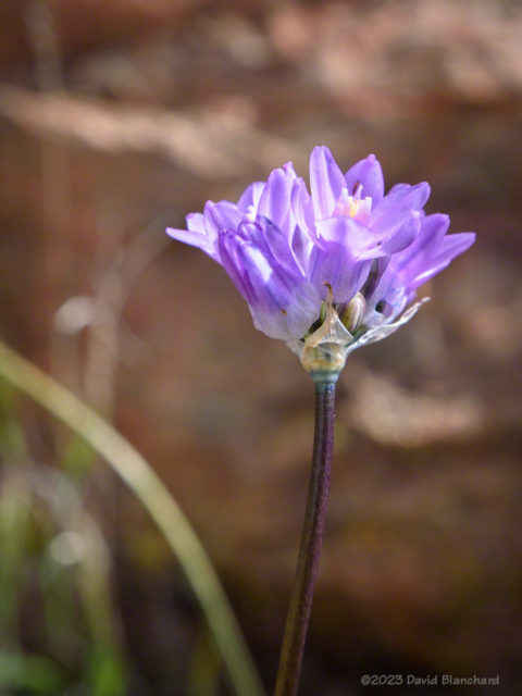 Wildflower seen in Agua Fria National Monument. An online search identifies this as Dichelostemma capitatum.
