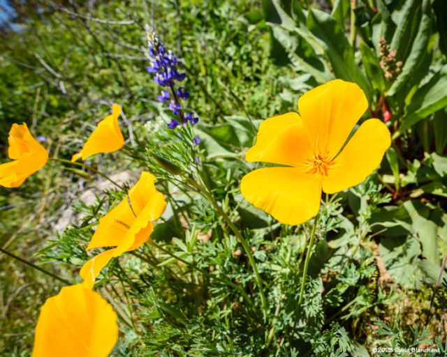 Mexican poppy and Lupine.