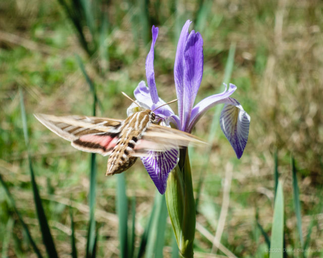 Rocky Mountain Iris with a sphinx moth.