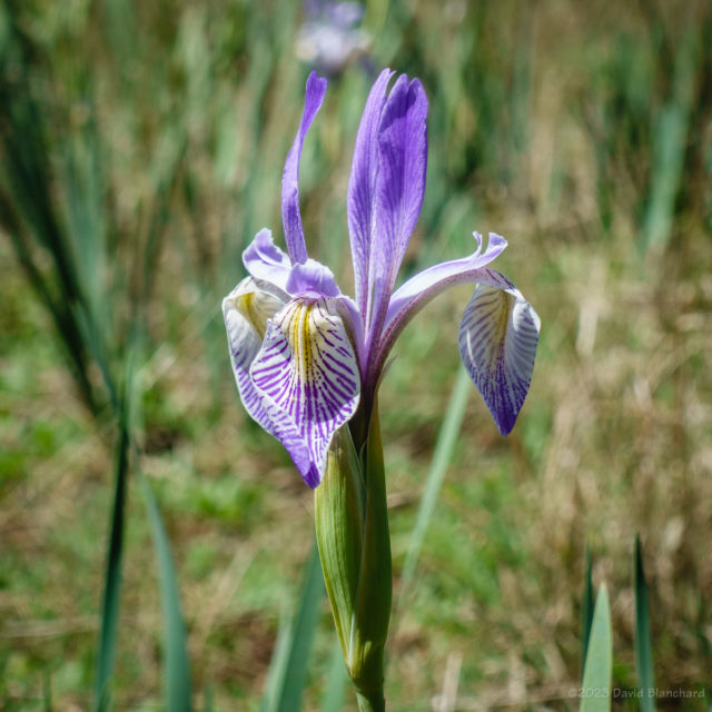 Rocky Mountain Iris.