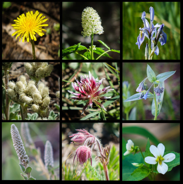 A variety of wildflowers seen on a short hike along the Arizona Trail.