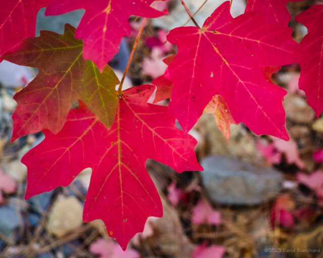 Red maple leaves in Harding Springs, Oak Creek Canyon.