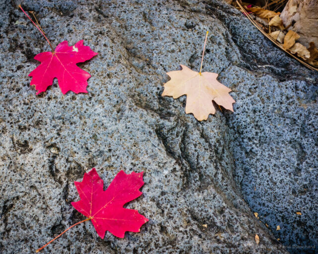 Fallen maple leaves in Harding Springs, Oak Creek Canyon.